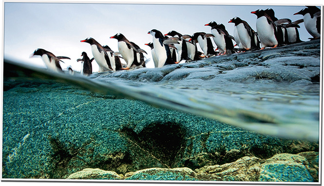 Красивые фотографии с пингвинами