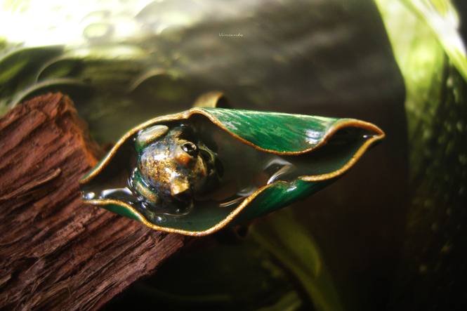 Тропическая лягушка в листке - необычное кольцо из коллекции волшебных украшений